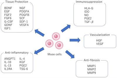 Endogenous reparative pluripotent Muse cells with a unique immune privilege system: Hint at a new strategy for controlling acute and chronic inflammation